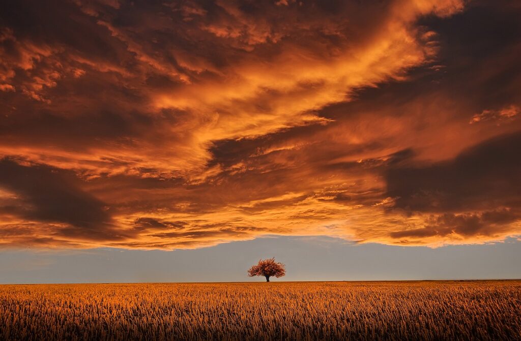 tree, field, sunset, clouds, sky, horizon, single tree, meadow, nature, dusk, twilight, overcast, overcast sky, rural, countryside, orange sky